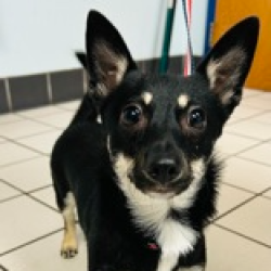 Shelter Stray Male Dog last seen , 3607 N Armenia Ave, Tampa, FL 33607, USA