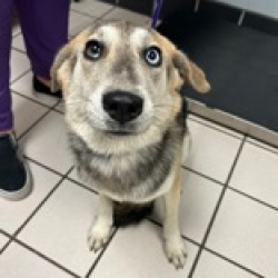 Shelter Stray Female Dog last seen , 3607 N Armenia Ave, Tampa, FL 33607, USA