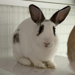 Shelter Stray Male Rabbit last seen , 3607 N Armenia Ave, Tampa, FL 33607, USA