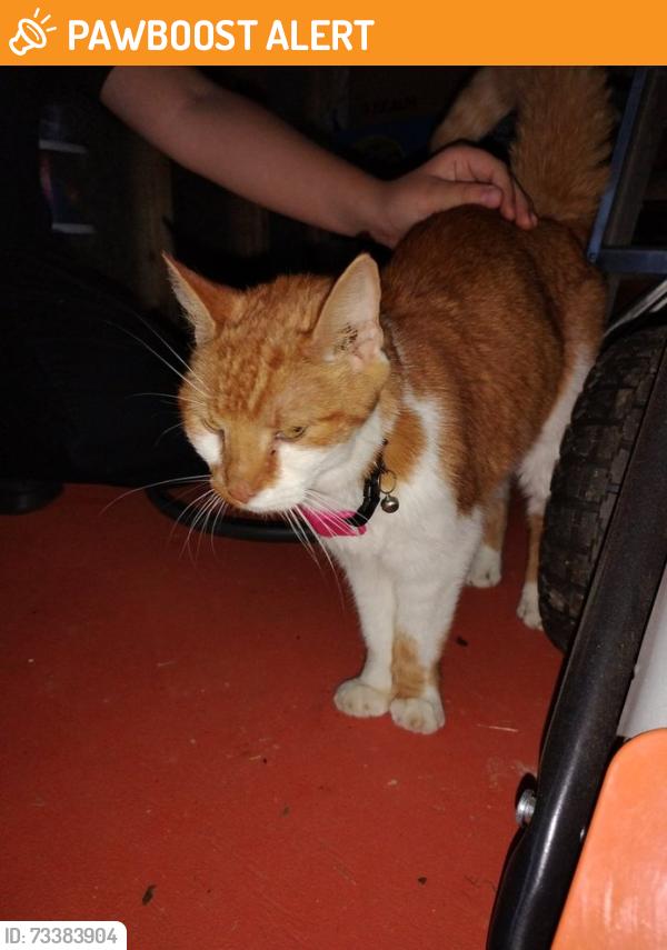 Found/Stray Unknown Cat last seen Route 512, Bushkill Township, PA 18064