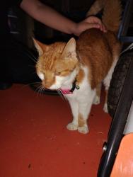 Found/Stray Unknown Cat last seen Route 512, Bushkill Township, PA 18064