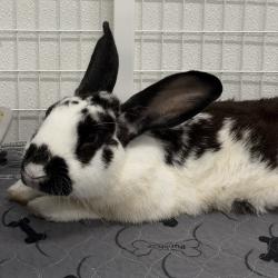 Shelter Stray Male Rabbit last seen , 3607 N Armenia Ave, Tampa, FL 33607, USA