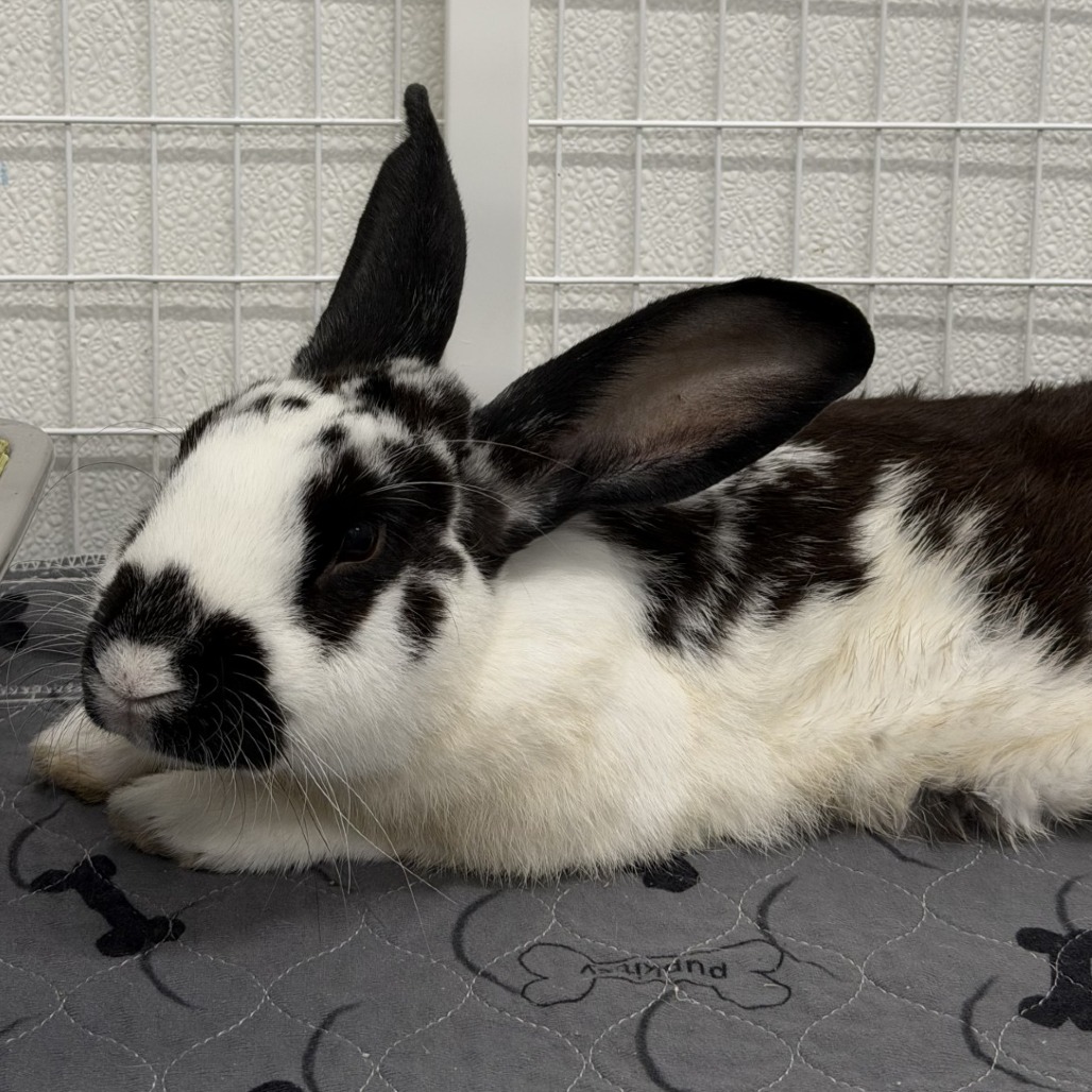Shelter Stray Male Rabbit last seen , 3607 N Armenia Ave, Tampa, FL 33607, USA