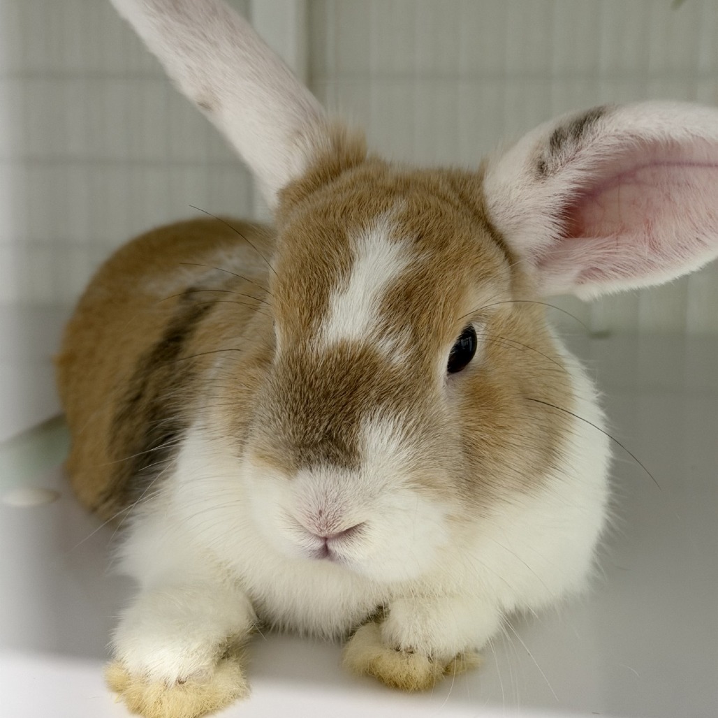 Shelter Stray Male Rabbit last seen , 3607 N Armenia Ave, Tampa, FL 33607, USA