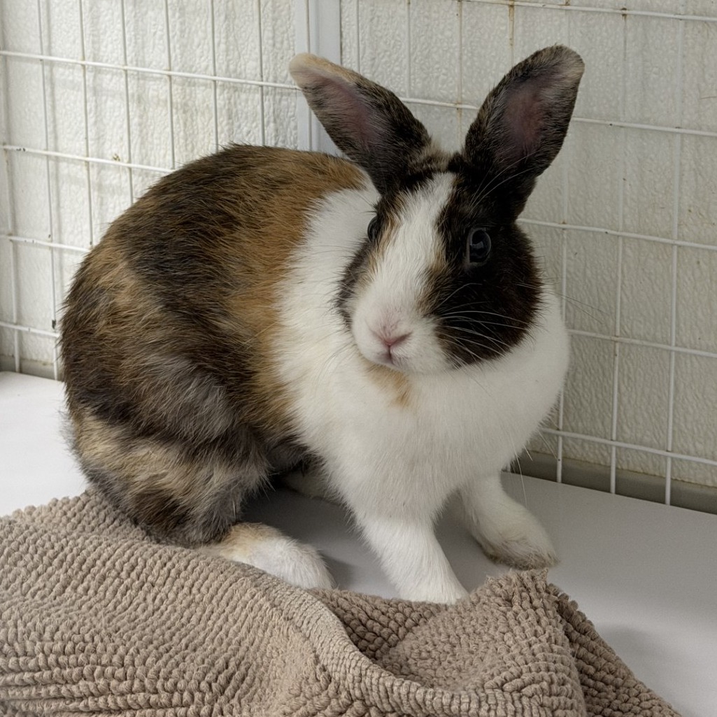 Shelter Stray Female Rabbit last seen , 3607 N Armenia Ave, Tampa, FL 33607, USA