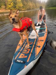 Lost Female Dog last seen by the gun shop near Milwaukie, Milwaukie, OR 97222