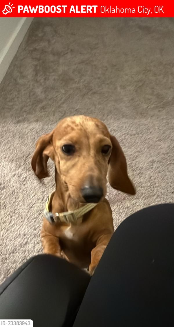 Lost Female Dog last seen Cemetery rd and west reno, Oklahoma City, OK 73099