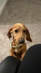 Lost Female Dog last seen Cemetery rd and west reno, Oklahoma City, OK 73099