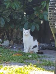 Lost Male Cat last seen By the Big Earth and Tatum Ridge Baptist Church, Sarasota, FL 34240