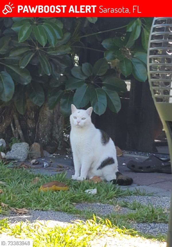 Lost Male Cat last seen By the Big Earth and Tatum Ridge Baptist Church, Sarasota, FL 34240