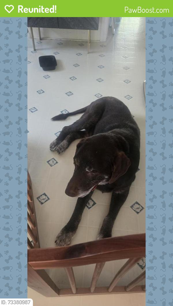 Reunited Male Dog last seen Cerritos Ave & Artesia Blvd, Long Beach, CA 90805