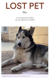 Reunited Male Dog last seen Inglewood, Inglewood, CA 90304