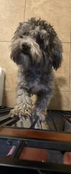 Reunited Female Dog last seen 113th Ave and Avondale, Avondale, AZ 85329