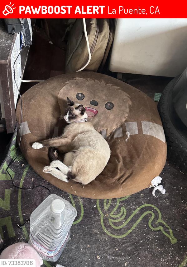 Lost Female Cat last seen Near Temple Ave, La Puente, CA 91744