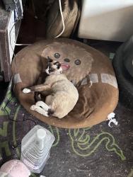 Lost Female Cat last seen Near Temple Ave, La Puente, CA 91744