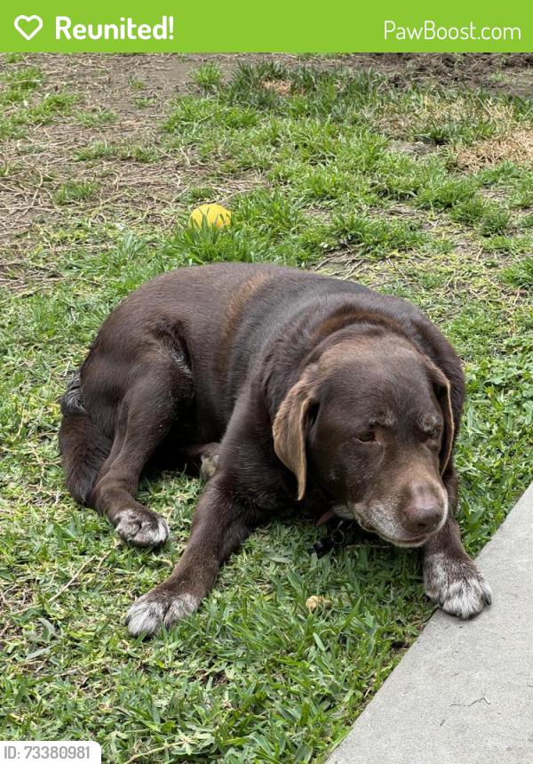 Reunited Male Dog last seen Artesia and orange, Long Beach, CA 90805