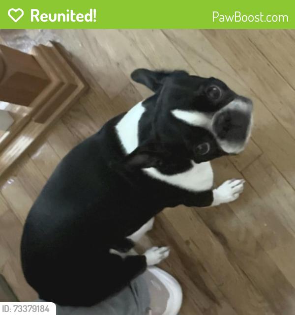 Reunited Female Dog last seen Duval field, College Park, MD 20740, College Park, MD 20740