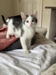 Lost Male Cat last seen North Rocks Road, Beecroft, NSW 2119