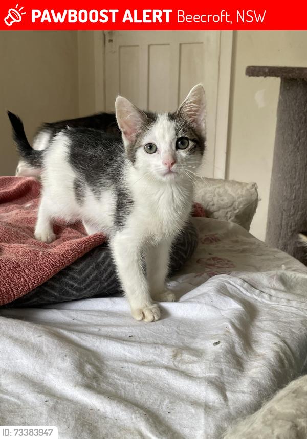 Lost Male Cat last seen North Rocks Road, Beecroft, NSW 2119