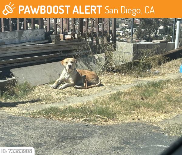 Found/Stray Male Dog last seen At 6350 Sullivan Ave, San Diego, CA 92114, San Diego, CA 92114