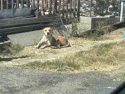 Found/Stray Male Dog last seen At 6350 Sullivan Ave, San Diego, CA 92114, San Diego, CA 92114