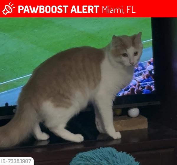 Lost Male Cat last seen Advance Auto Parts, Miami, FL 33125