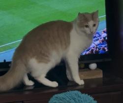 Lost Male Cat last seen Advance Auto Parts, Miami, FL 33125