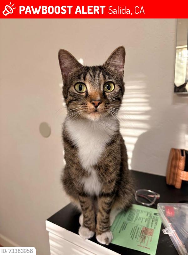 Lost Female Cat last seen San paulo dr, Salida, CA 95368