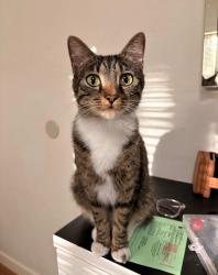 Lost Female Cat last seen San paulo dr, Salida, CA 95368