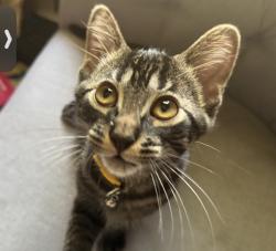 Lost Male Cat last seen MKE, Milwaukee, WI 53207