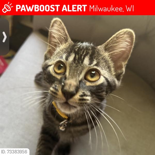 Lost Male Cat last seen MKE, Milwaukee, WI 53207