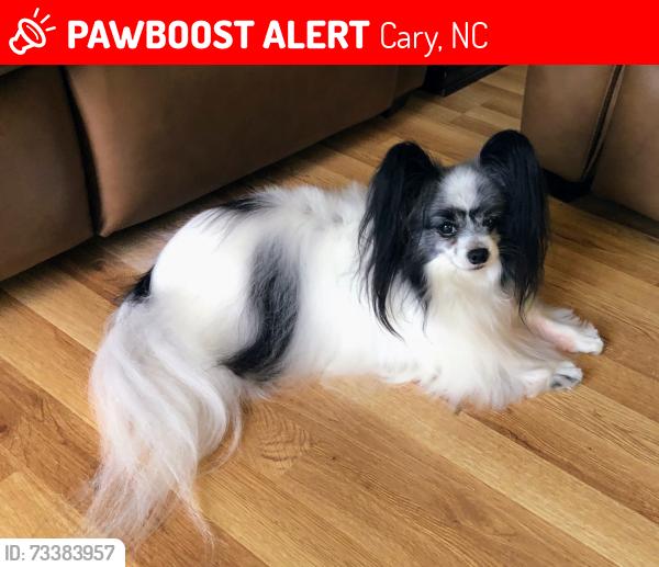 Lost Female Dog last seen Prince St Cary, NC, Cary, NC 27511