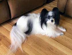 Lost Female Dog last seen Prince St Cary, NC, Cary, NC 27511