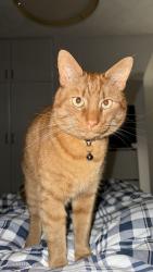 Lost Male Cat last seen Bentinck Street, Halton, England 
