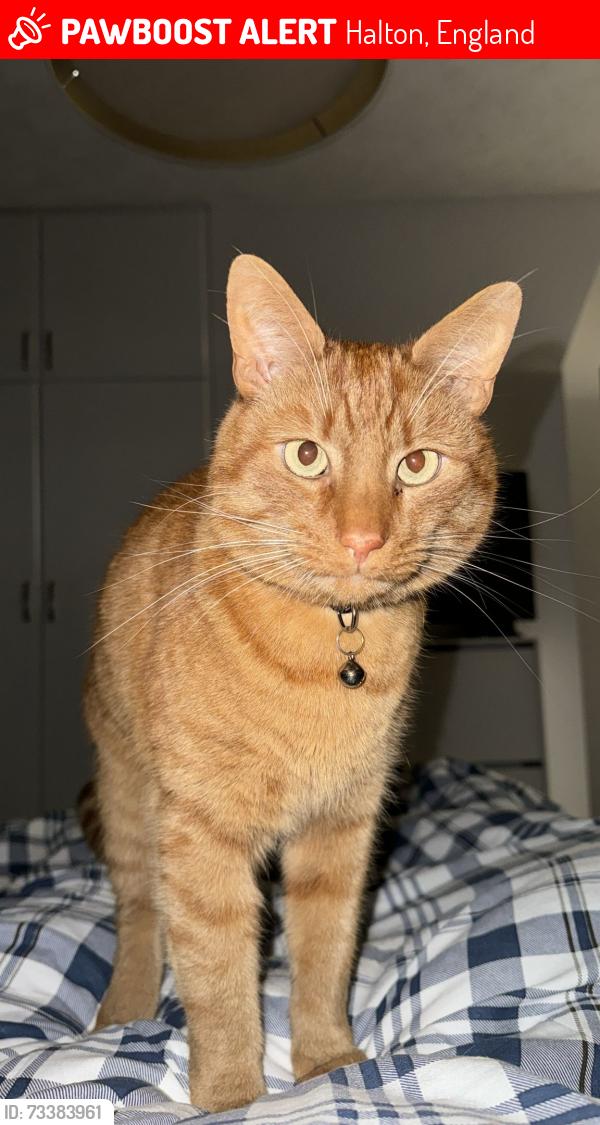 Lost Male Cat last seen Bentinck Street, Halton, England 