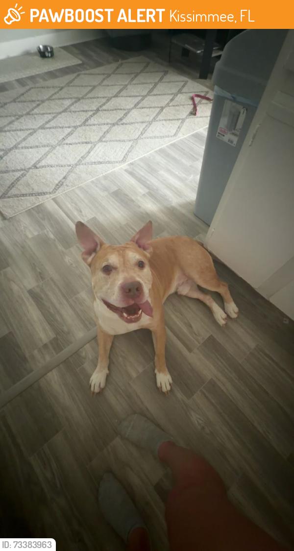 Found/Stray Male Dog last seen Bill beck blvd and woodcreek blvd, Kissimmee, FL 34744