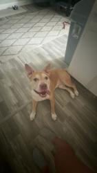 Found/Stray Male Dog last seen Bill beck blvd and woodcreek blvd, Kissimmee, FL 34744