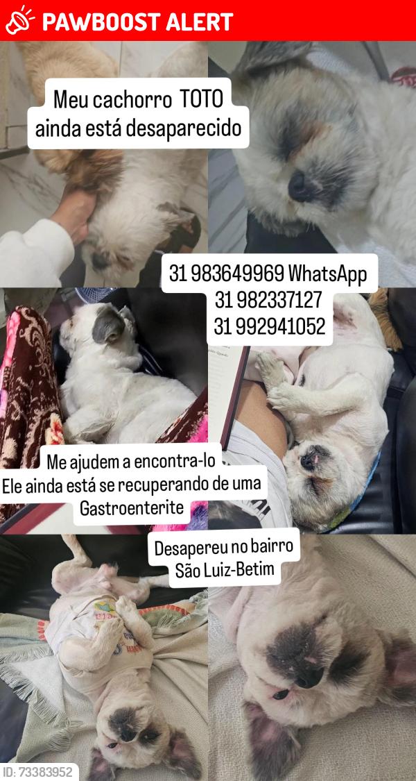 Lost Male Dog last seen Rua Simonesia com rua Monte Belo, Industrial São Luiz, MG 