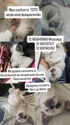 Lost Male Dog last seen Rua Simonesia com rua Monte Belo, Industrial São Luiz, MG 