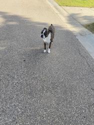 Found/Stray Unknown Dog last seen Street Crossing, Sherwood Park, AB 