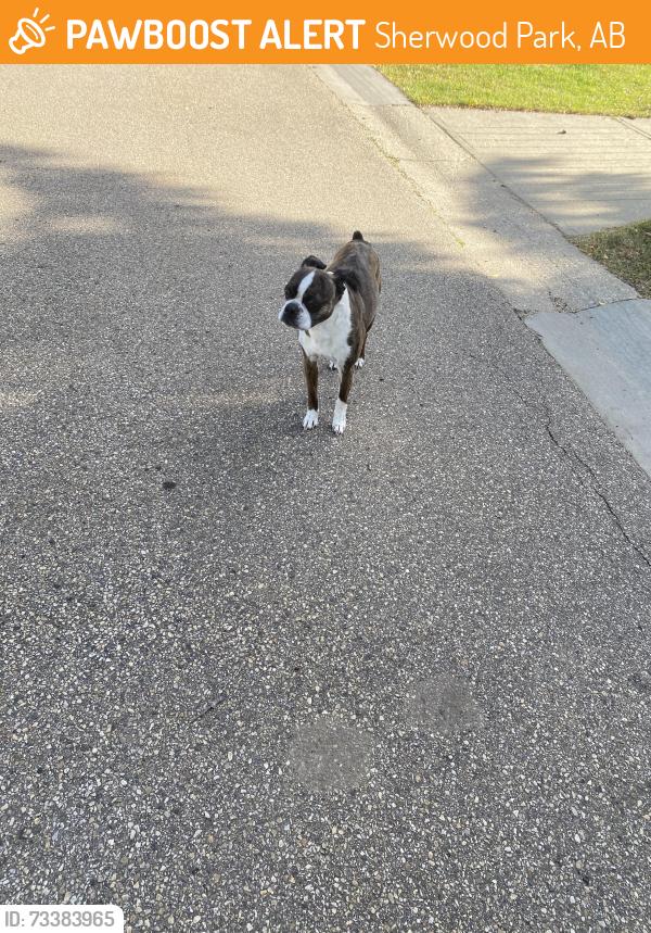 Found/Stray Unknown Dog last seen Street Crossing, Sherwood Park, AB 