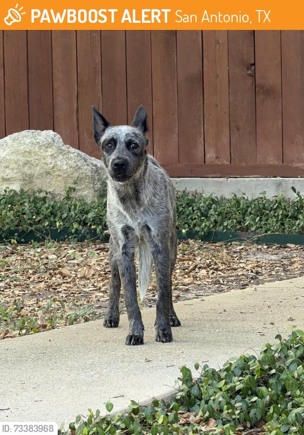 Found/Stray Male Dog last seen Steeple Course and Steeple View in Steeplebrook subdivision, San Antonio, TX 78256