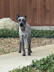 Found/Stray Male Dog last seen Steeple Course and Steeple View in Steeplebrook subdivision, San Antonio, TX 78256