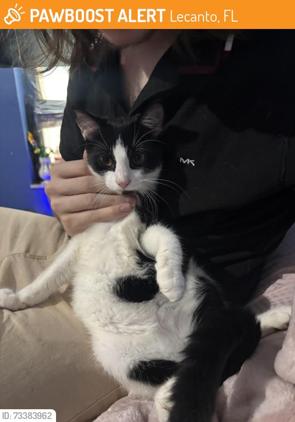 Found/Stray Male Cat last seen Near W. Woodview Ln & Pine Cone Ave, Lecanto, FL 34461