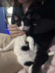 Found/Stray Male Cat last seen Near W. Woodview Ln & Pine Cone Ave, Lecanto, FL 34461