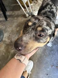 Found/Stray Male Dog last seen Bo Jack & Ivan Reid, Houston, TX 77040