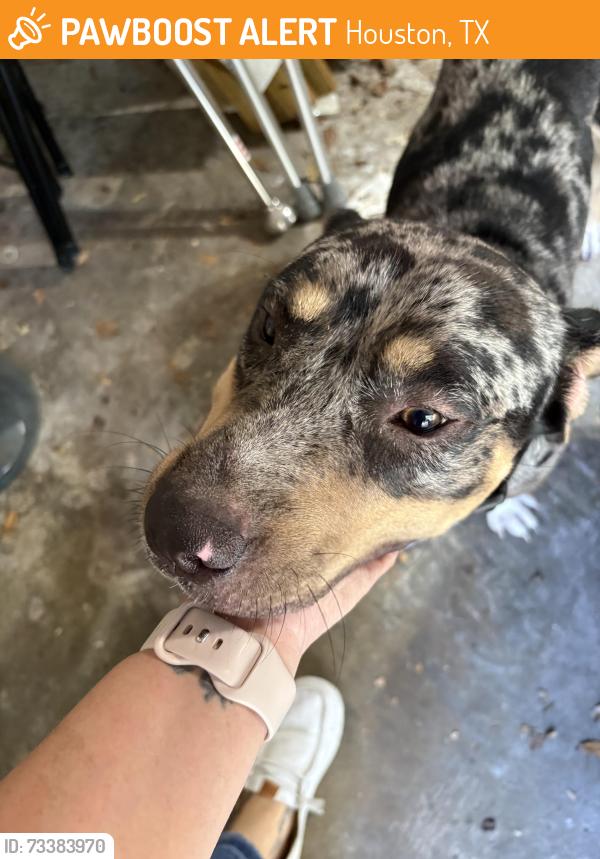 Found/Stray Male Dog last seen Bo Jack & Ivan Reid, Houston, TX 77040