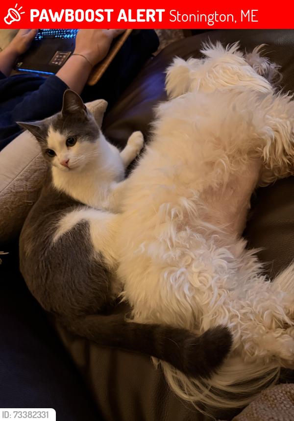 Lost Male Cat last seen Stonington, Stonington, ME 04681