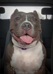 Lost Female Dog last seen Near Fancher Rd westerville ohio, Westerville, OH 43082
