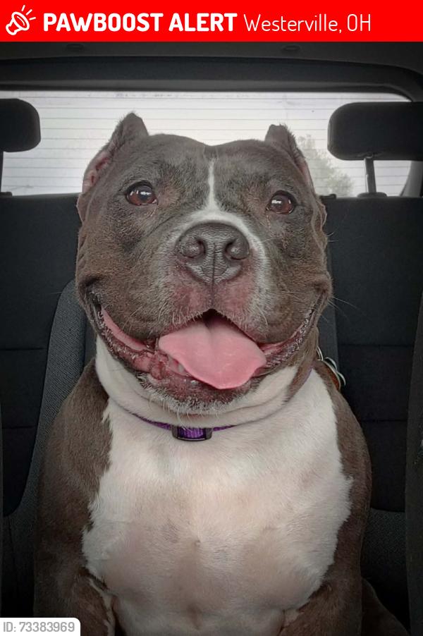 Lost Female Dog last seen Near Fancher Rd westerville ohio, Westerville, OH 43082
